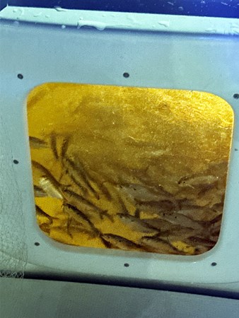 SAFARI, 2004 Riviera 40 Sportfish