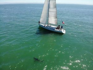 SLIP AWEIGH 37 Sailing